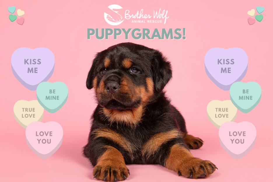 Puppygrams 2022!